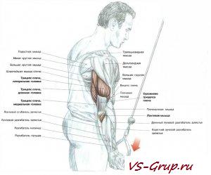 Разгибание одной руки с верхним агрегатом хват снизу