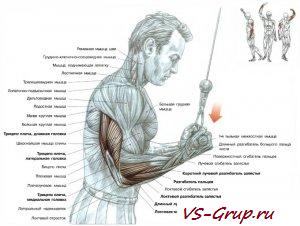 Разгибание рук с ручкой верхнего агрегата хватом снизу