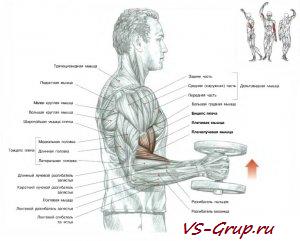 Сгибание рук с гантелями "Молоток"