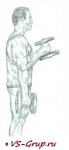 Сгибание рук с гантелями "Молоток"