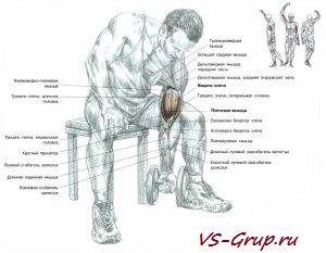Концентрированное сгибание одной руки с гантелью