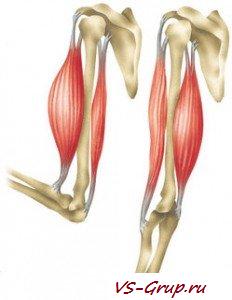 Как накачать мускулы новенькому