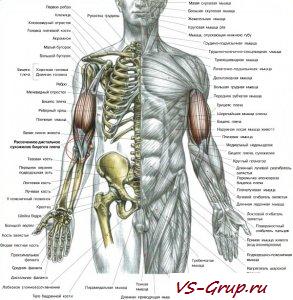 Разрыв бицепса