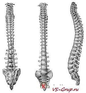 Позвоночник?