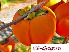 Как разнообразить кормленье спортсмена в зимнюю пору - хурма