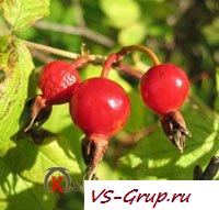 Витамин Р Витамин Р