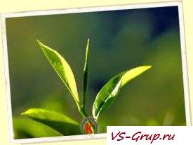 Немножко о чае и кофеине Немножко о чае и кофеине