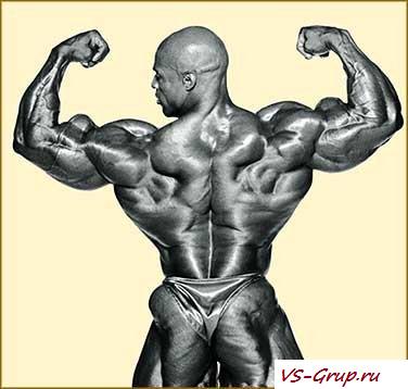 Развитие трапециевидной мускулы