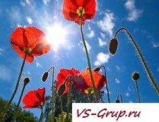 Будни тех, кто ведет сои веб-сайты в Веб